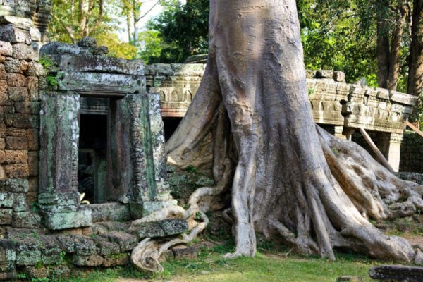 The big trees at the Banteay Kdei Temple, Angkor Wat.