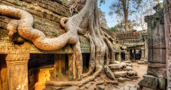 tree roots run over Taprohm ancient university