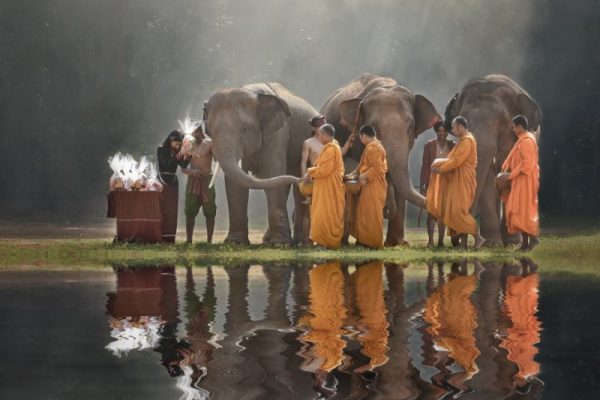 Northern Thailand elephants