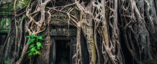 Taprohm Jungle Temple - 13 Days Top Wonders Vietnam Cambodia Tour