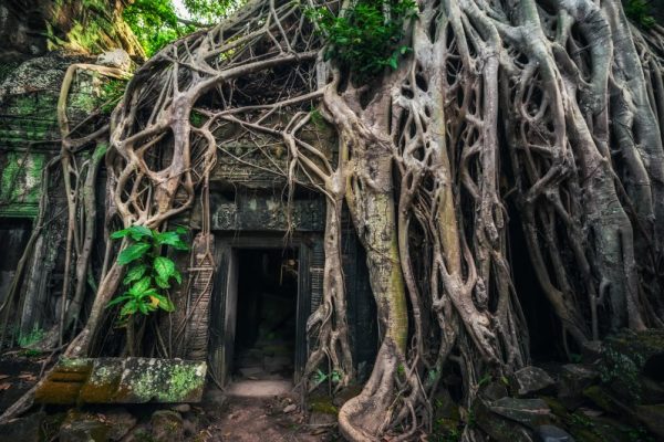 Ta Prohm Temple, the ancient university in jungle