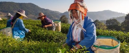 Northern Thai Tea Plantation - 2 Weeks Thailand Cambodia Your Lens