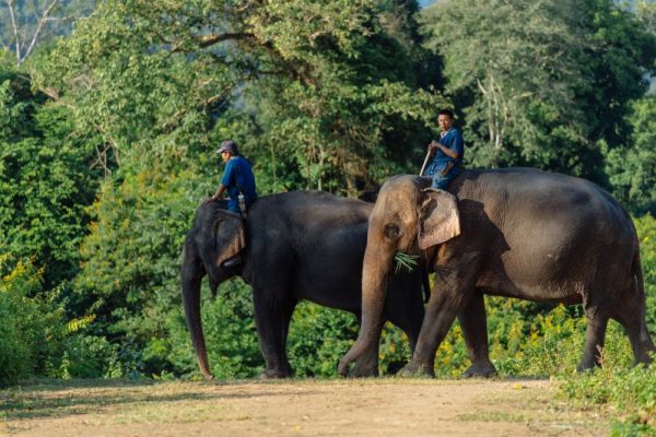 elephant traing camp