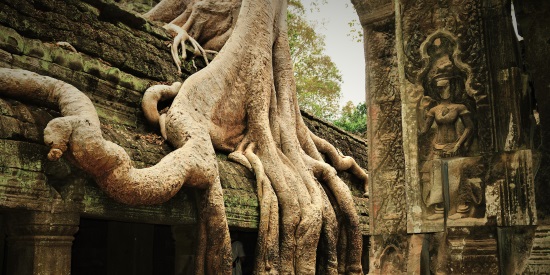Ta Prohm Jungle Temple - 16 Days Cambodia Focus Koh Rong Island Getaway