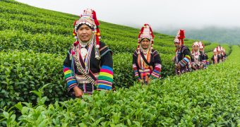 Akha ethnic people on the tea plantation at Mae Hong Son area in northern Thailand.