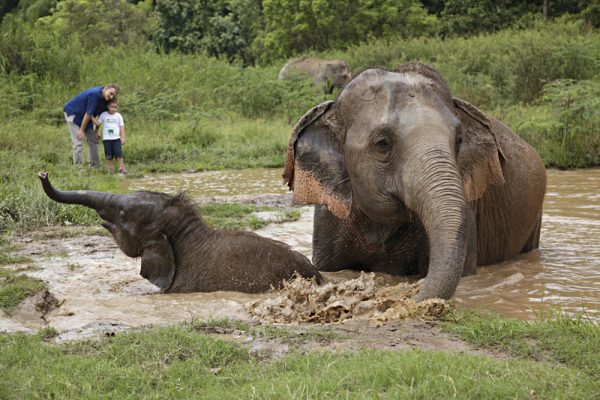 Elephant camp experience in Chiang Rai in your northern Thailand tour.