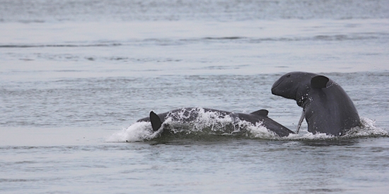 Mekong Dolphins