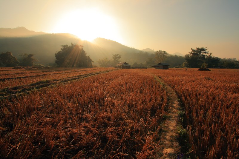 Agriculture Landscape in pai district