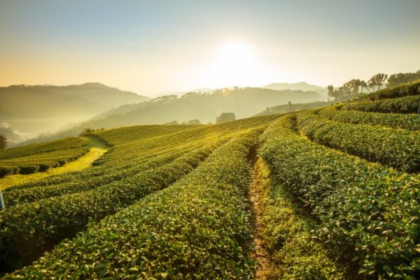 Tea Planation in Northern Thailand