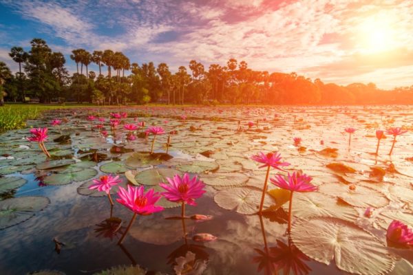 Dawn on the lake with lotuses at Angkor Wat Temple