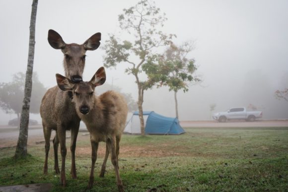 Khao Yai National Park