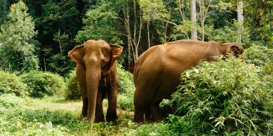 Mondolkiri elephants in jungle