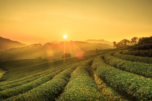 Sunrise view of tea plantation