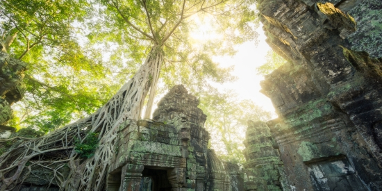 Ta Prohm temple in Jungle of Cambodia 