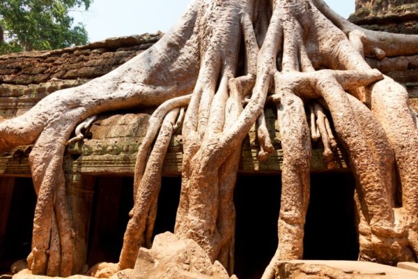 Ta prohm temple covered in tree roots