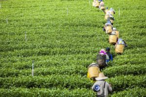 Tea plantations in Thailand