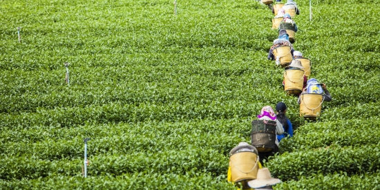 Tea plantations in Northern Thailand