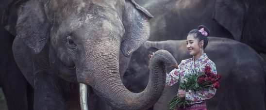 Thai Traditional fashionable lady with elephant