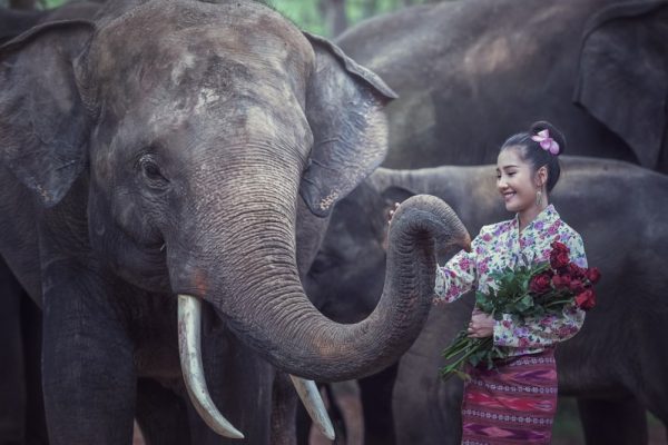 Friending with Elephant