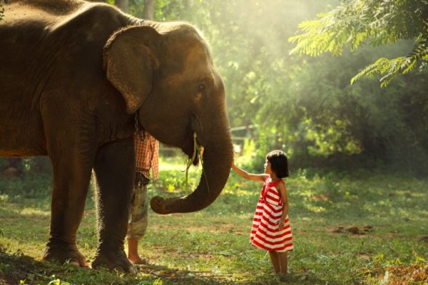 Thai elephat with a kid