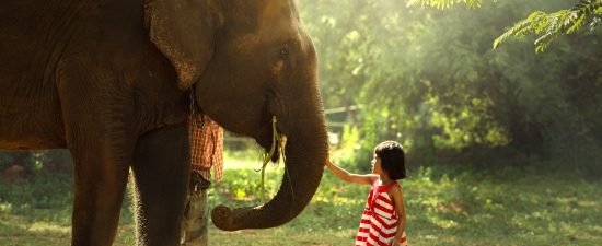 Elephant Sanctuary - 13 Days Experience Culture Thailand Myanmar