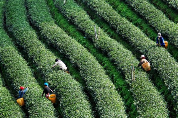 Thai tea plantation on alps