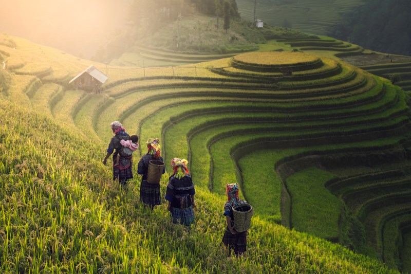 Vietnamese farmers walking over rice paddy field