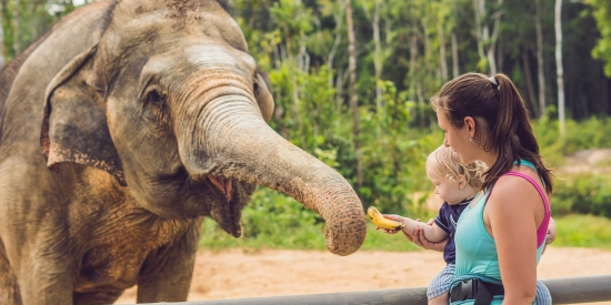 a mum and a baby feeding an elephant