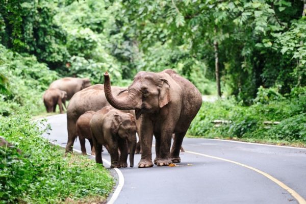 wild elephant in Khao Yai