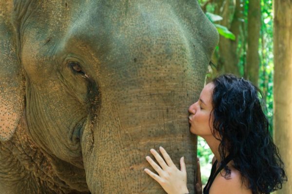 Caring Asian elephant