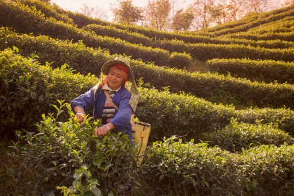 Tea Plantation and hill tribes