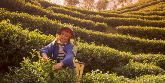 a Thai hill tribe picks the leaves at tea plantation
