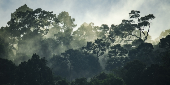 view of tropical forest in mist, Khao Yai National Park