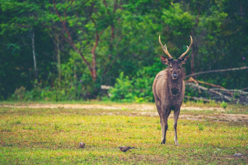 wild deer in forest, Khao Yai National Park