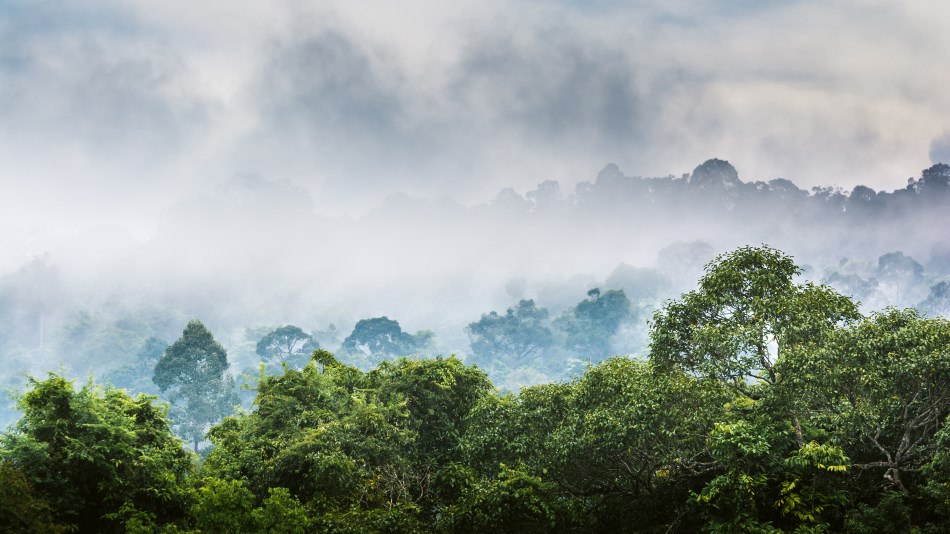 Nature View Of Khao Yai National Park Thailand Stock Photo - Download Image  Now - Rainforest, Fog, Forest - iStock